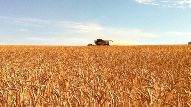 Wheat prices will stay firm despite big US corn crop