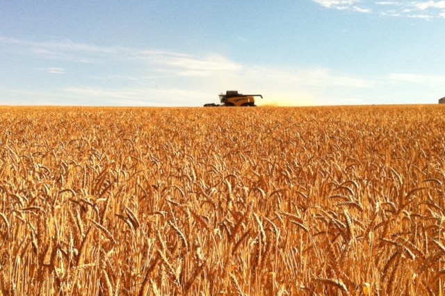 Golden coloured, ripe grain crop with header in distance against blue sky