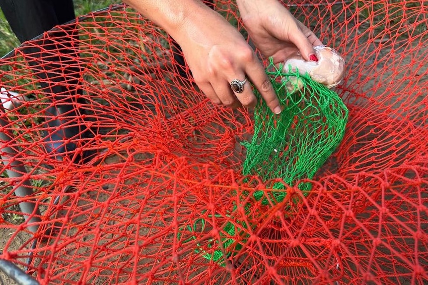 A piece of raw chicken is placed into a green bait bag inside a netted crap pot.