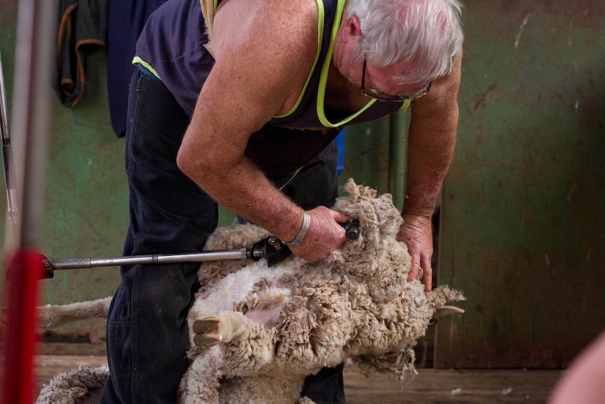 Noel Smith, gets to work shearing a new, unshorn sheep, freshly plucked from the pen nearby.