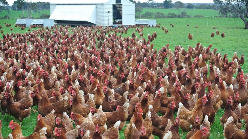 Free-range chickens may have it better but what makes a hen's life 'good'?  - ABC News