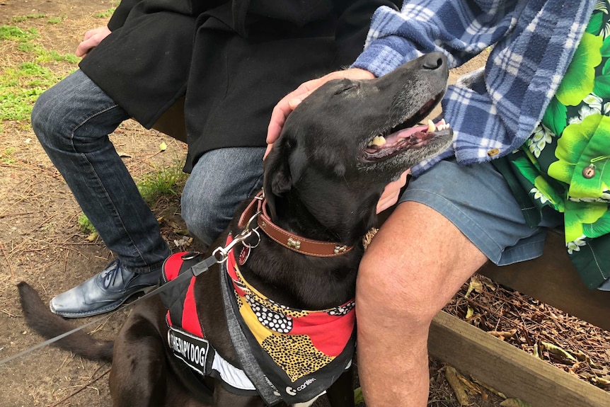 Lucy the dog with people outside court.