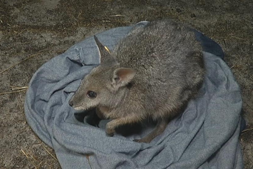 Tammar wallaby being released at Whiteman Park