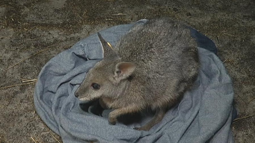 Tammar wallaby being released at Whiteman Park
