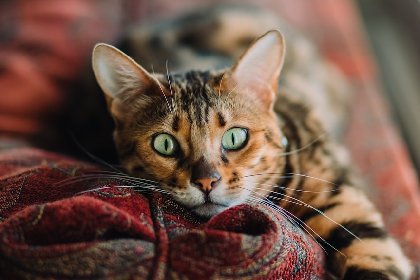 A brown cat lies on a red blanket.