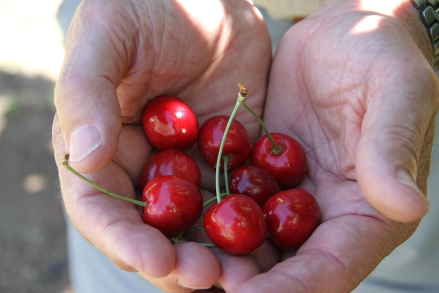 A hand holding red cherries