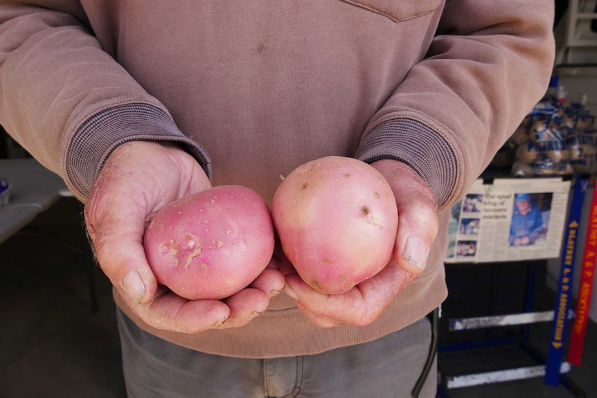 A man holds two pink-skinned potatoes.