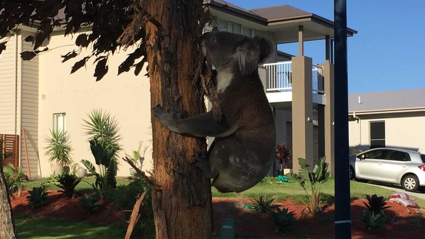 A koala spotted in a tree in an urban area in Coomera