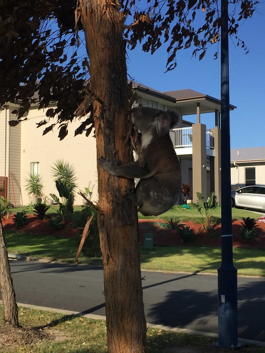 A koala spotted in a tree in an urban area in Coomera