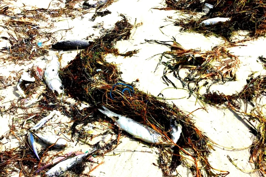 A close up of dead fish and seaweed on the beach at Jurien Marina.