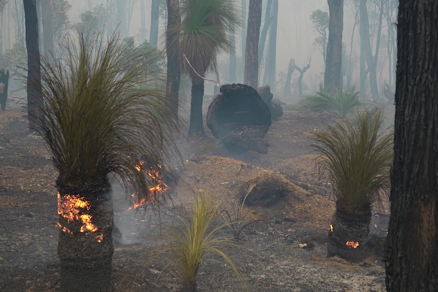 Bushland shortly after a fire, with some flames still flickering and a heavy gloom of smoke in the air.