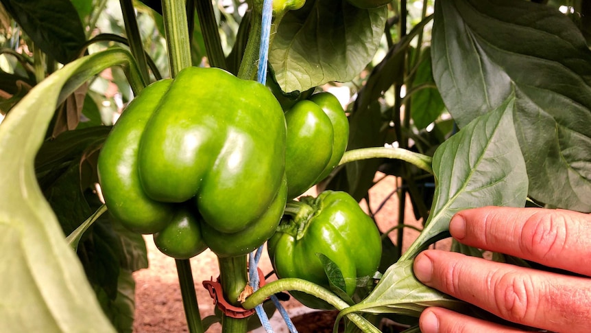 A cluster of small green capsicums ripening on a plant growing in a controlled greenhouse environment