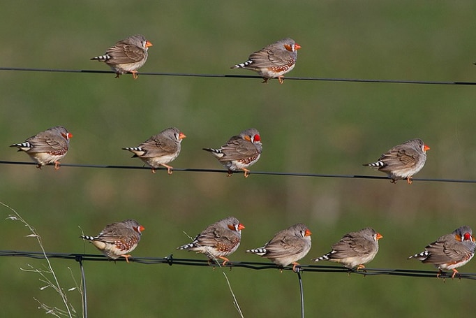 It's the first study to show how vocalisation can help birds to survive heat waves.