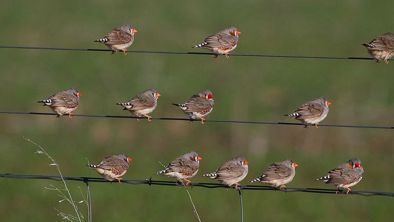 Zebra finches are surprising resilient, researchers found.