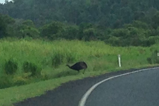 Cassowary crossing the road near Etty Bay in north Queensland in March 2014