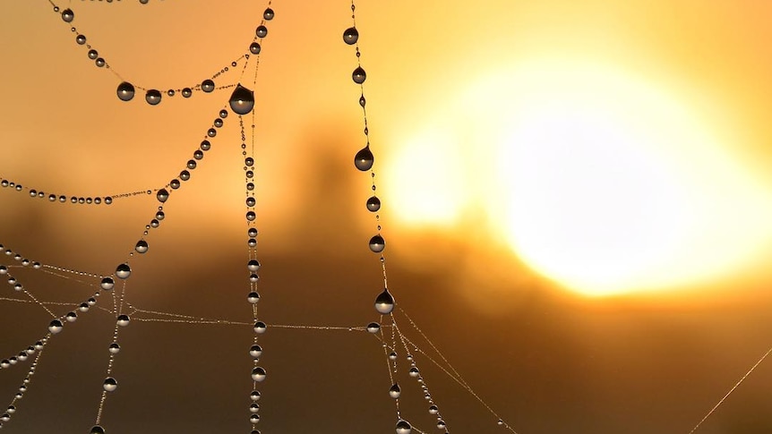 Dewdrops in a spider's web