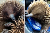 Snoot the echidna