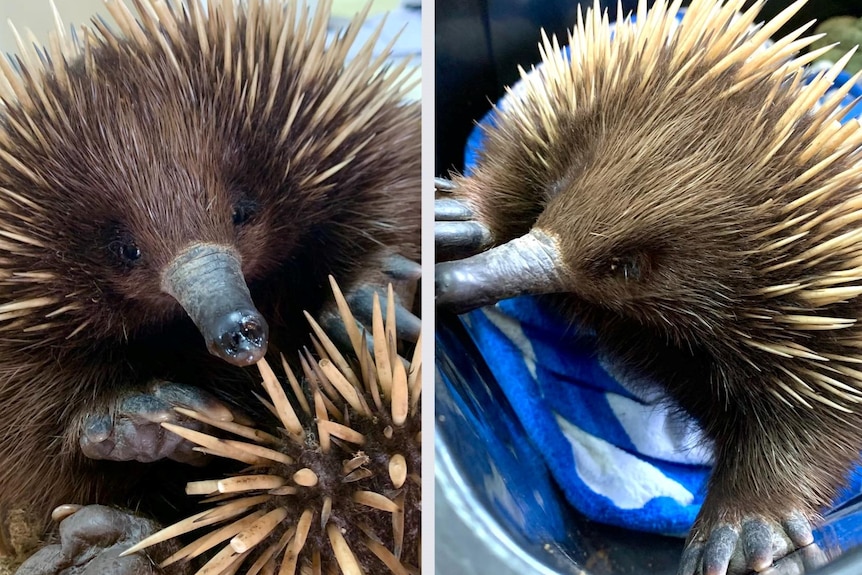 Snoot the echidna