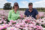 Jenny and Rob Egerton-Warburton in a paddock of flowers
