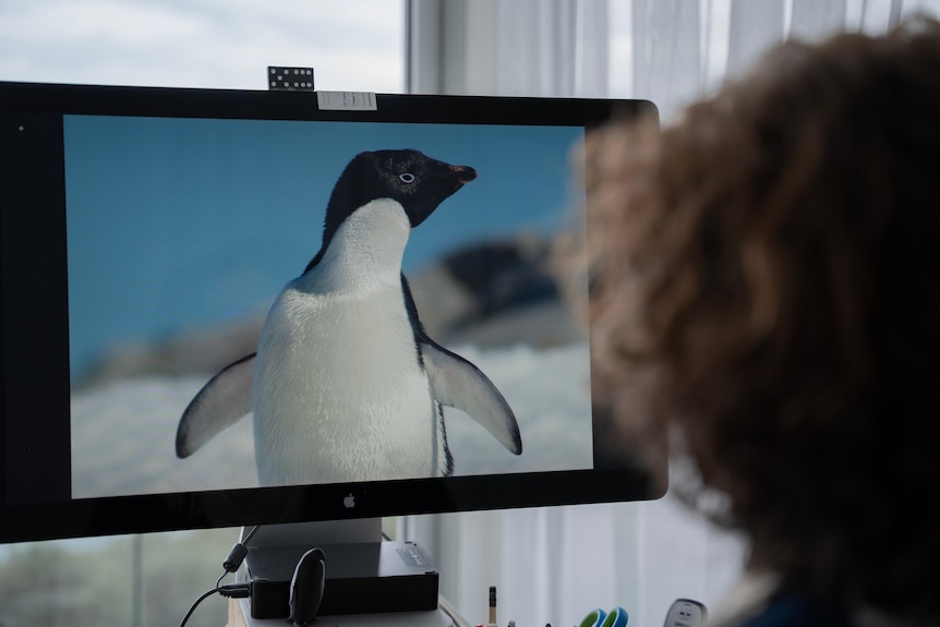 A picture of a penguin displayed on a computer screen, curly hair woman blurred in foreground.