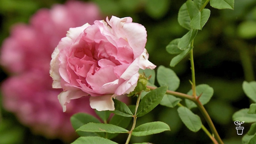 Pink rose growing on a rose bush