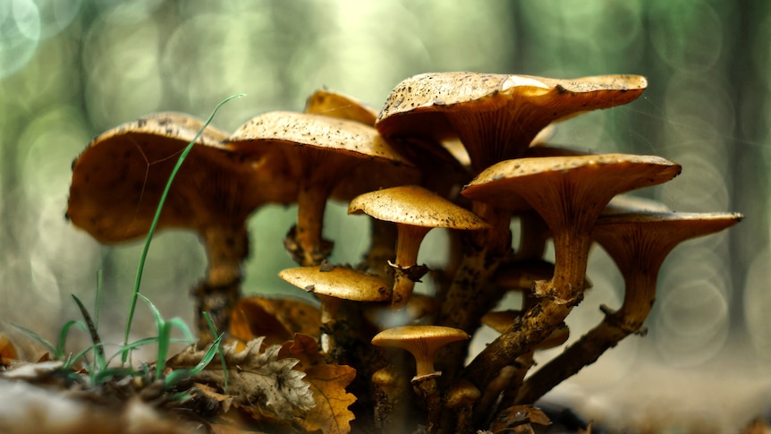 Picture of golden mushrooms clustered together on the forest floor. 