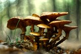 Picture of golden mushrooms clustered together on the forest floor. 
