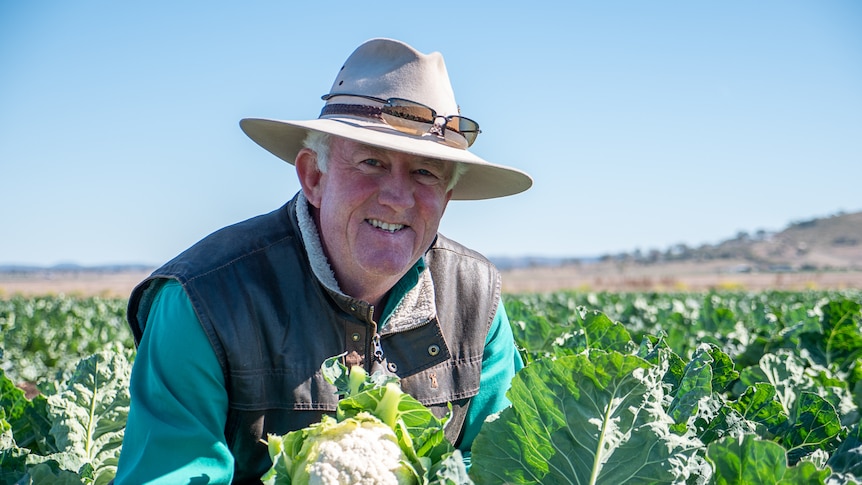 Southern Queensland vegetable grower Tony Gibb squats in a field of cauliflower in a paddock near Toowoomba, July 2023.