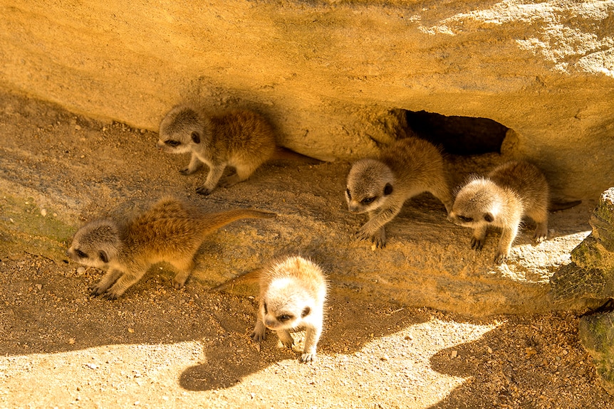 Five Meerkat pups explore outside a burrow in a zoo enclosure.