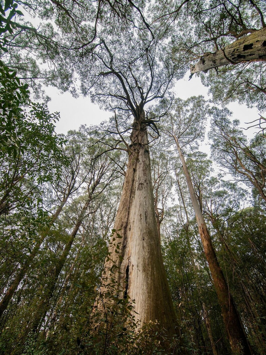 A mountain ash in the proposed Great Forest National Park