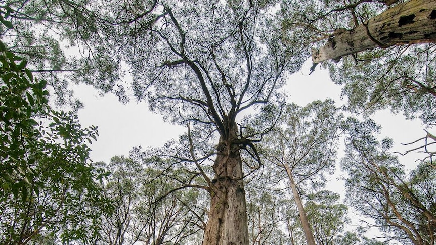 A mountain ash in the proposed Great Forest National Park