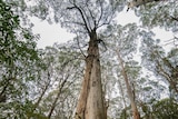 A mountain ash in the proposed Great Forest National Park