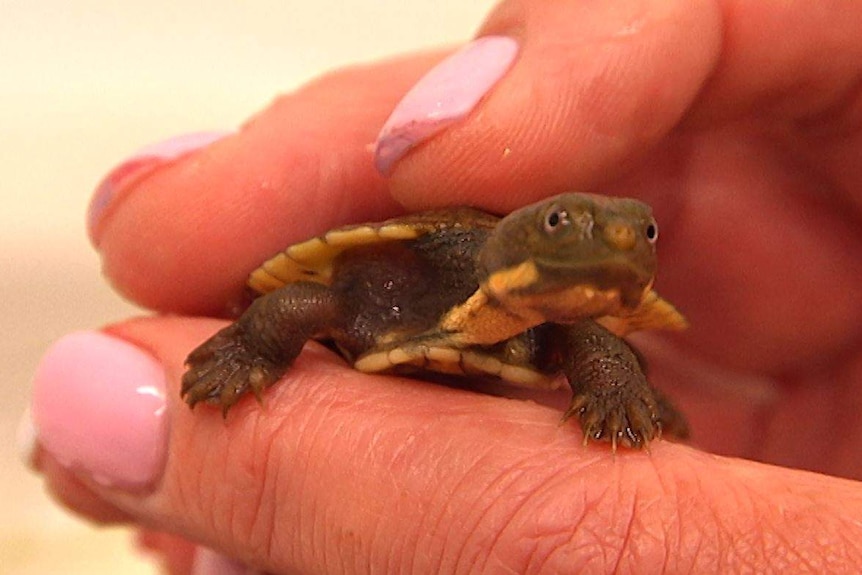 A tiny Bells Turtle held in the hand of a researcher, it's shell not much bigger than a 20c piece