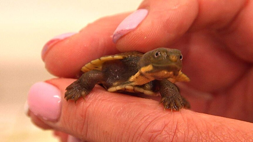 A tiny Bells Turtle held in the hand of a researcher, it's shell not much bigger than a 20c piece
