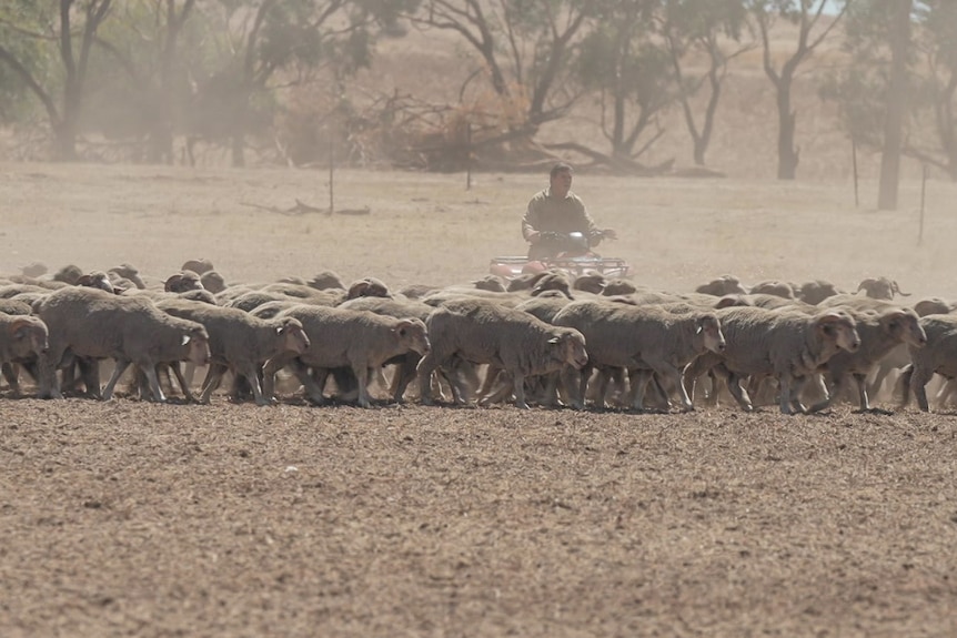Flock of sheep being mustered by a farmer on a four wheel motorbike in dusty paddock