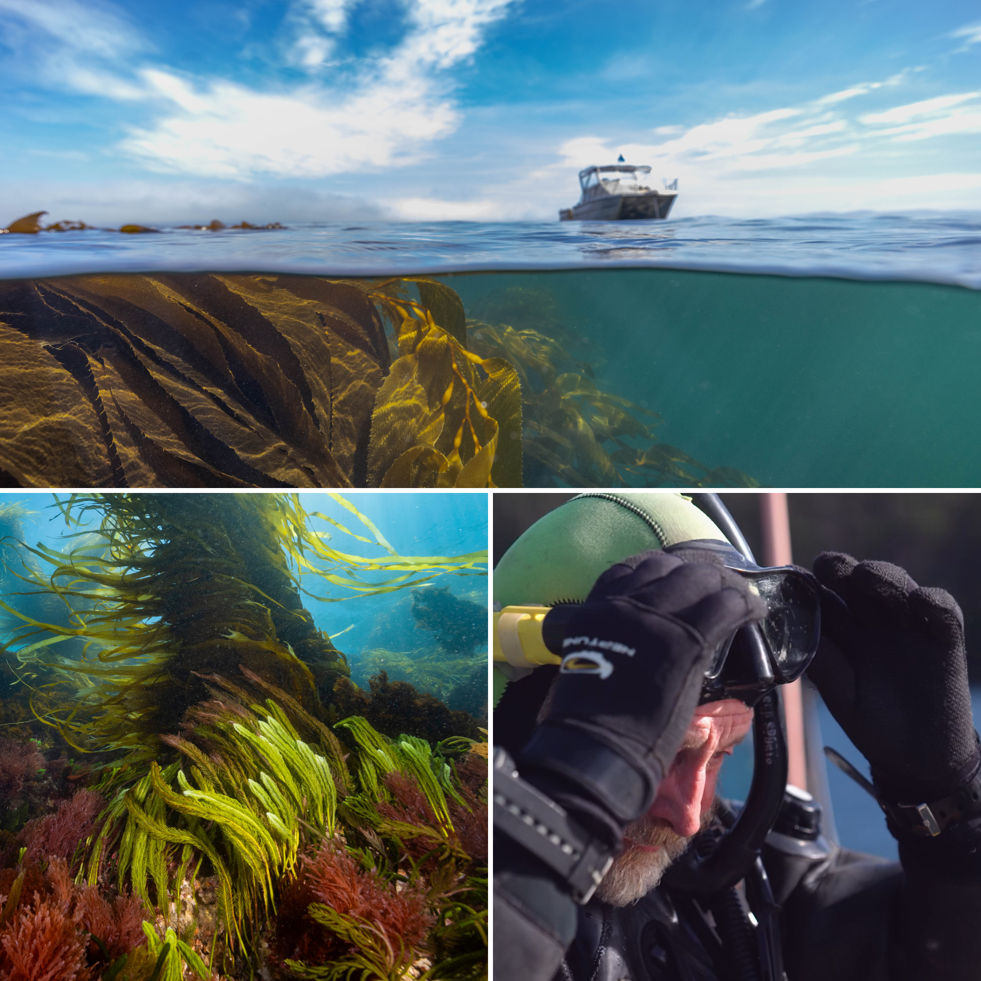 Underwater photos of seafeed gentle floating with the current and scuba diver putting on mask