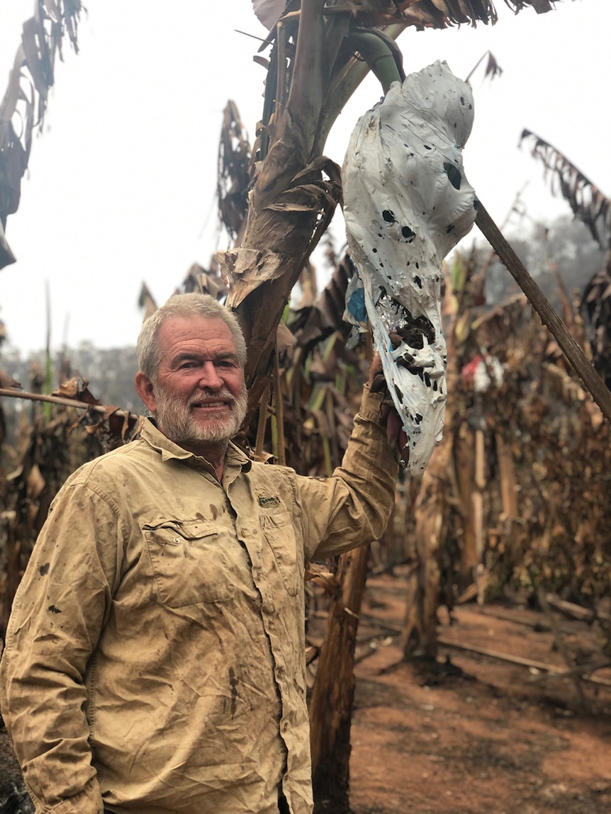 A middle-aged banana farmer with burnt bananas