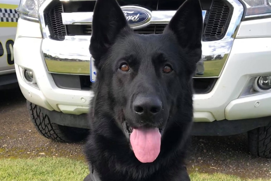 A black dog with its tongue out sits looking at the camera with a police car behind it