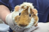 A white and brown spotted guinea pig 