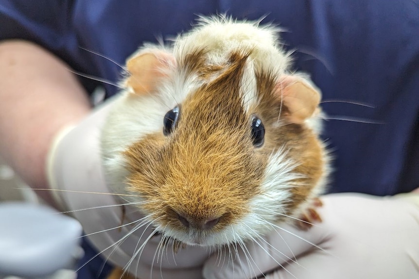 A white and brown spotted guinea pig 
