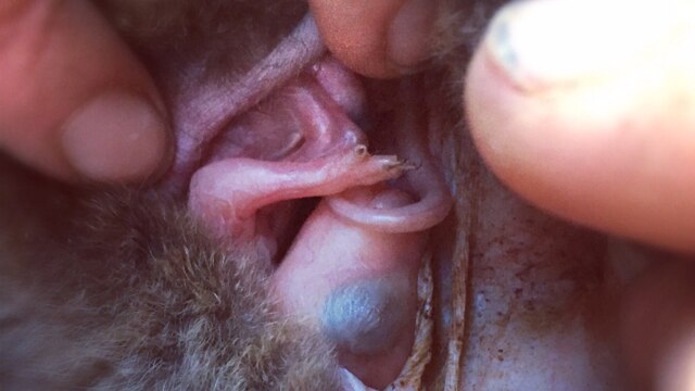 Fingers holding open a pouch and showing a tiny, hairless, baby wallaby with big unopened eyes.