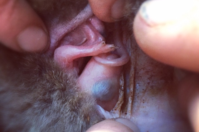 Fingers holding open a pouch and showing a tiny, hairless, baby wallaby with big unopened eyes.