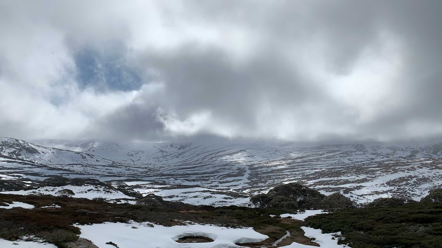 Snow has been falling at Charlotte Pass.