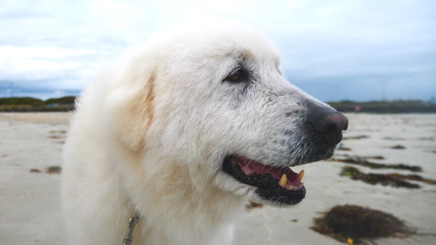 Tula the Maremma has a sniff on a beach in Warrnambool