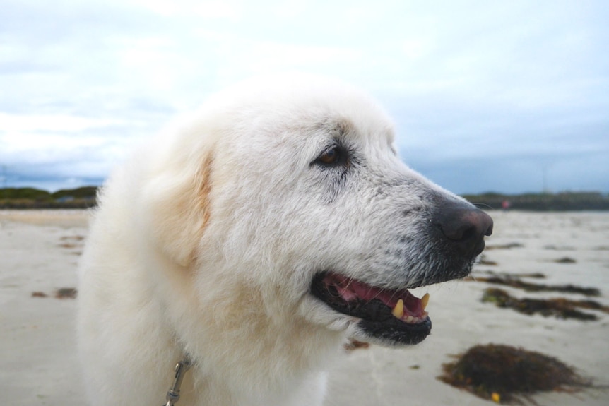 Tula the Maremma has a sniff on a beach in Warrnambool