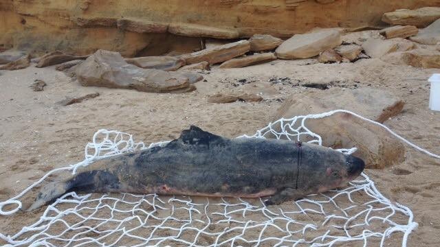 A dead whale on a beach in Gippsland.
