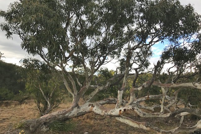 A Morrisby gum tree