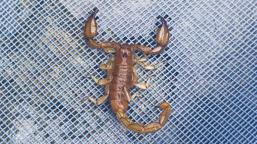 A scorpion found in swimming pool