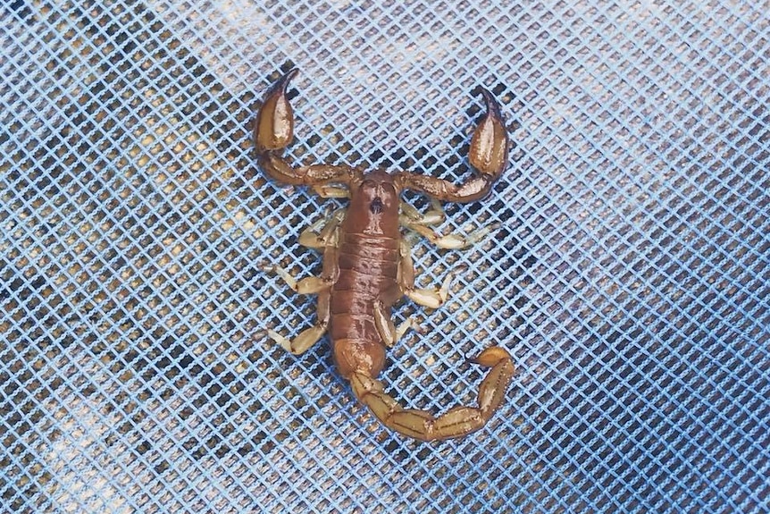 Un escorpión encontrado en la piscina