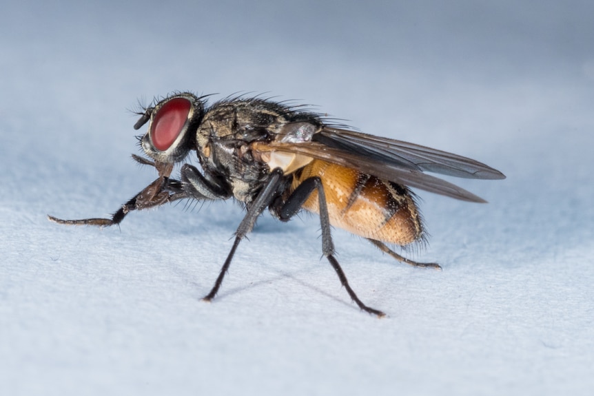 A common house fly on a neutral background.